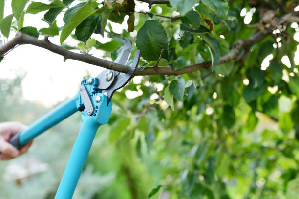 Best Tree Cutting Near Me  in Piednt, MO